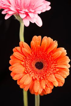 Gerbera with stem isolated on black background