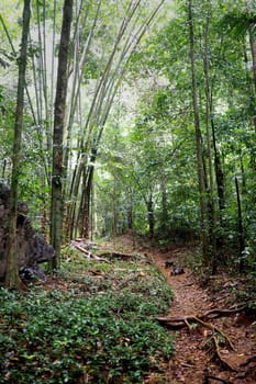 dense jungle landscape