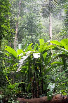 wild banana plantation in the jungle