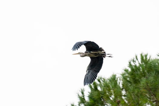 gray heron perched on a pine in the cityin winter time