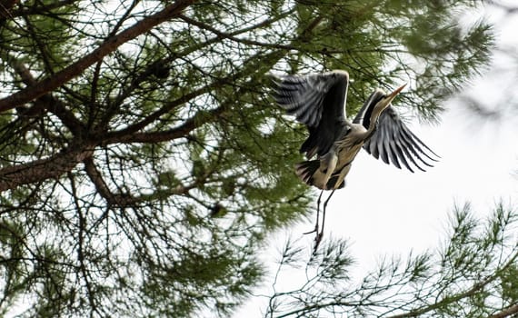 gray heron perched on a pine in the cityin winter time