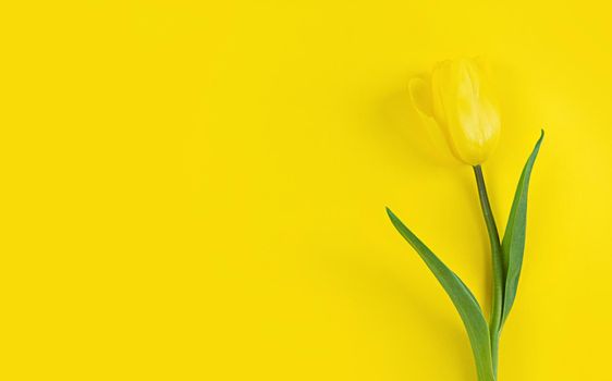 Tulip on a yellow background. Mimimalistic flat lay with copy space.