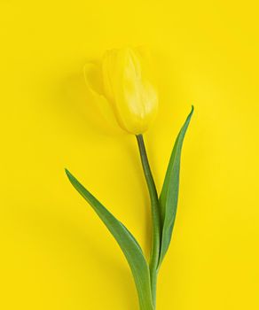 Tulip on a yellow background. Mimimalistic flat lay stock photo.