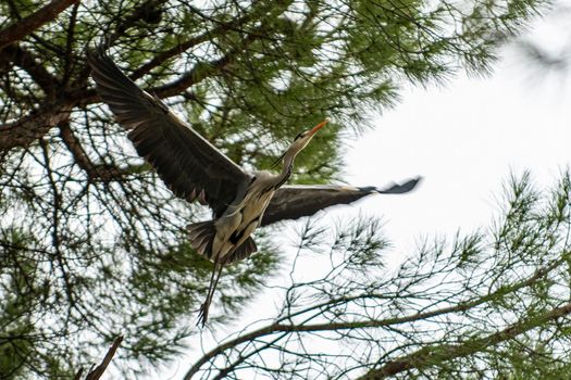 gray heron perched on a pine in the cityin winter time