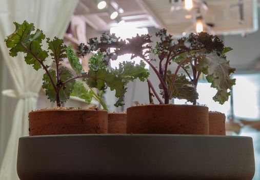 Kale vegetables tree planted growing in four ceramic plant pot at house. Selective focus.