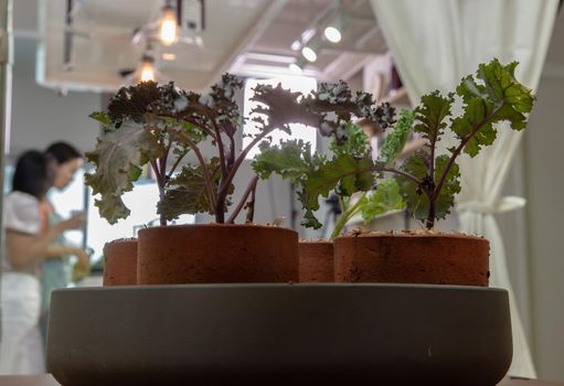 Kale vegetables tree planted growing in four ceramic plant pot at house. Selective focus.