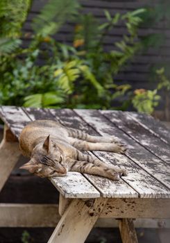 The cute cat sleeping on the wooden table in park. Street cat, Selective focus.