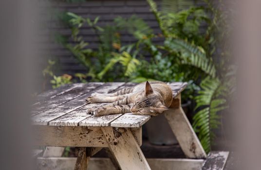 The cute cat sleeping on the wooden table in park. Street cat, Selective focus.