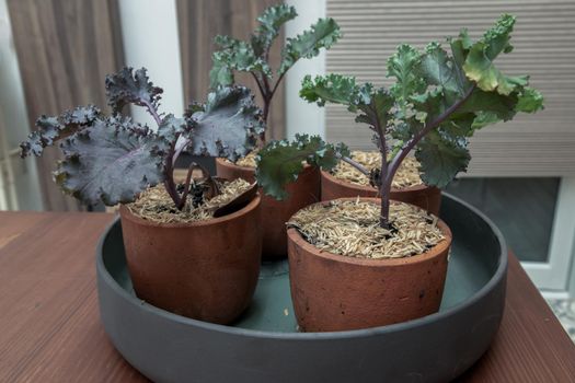 Kale vegetables tree planted growing in four ceramic plant pot at house. No focus, specifically.