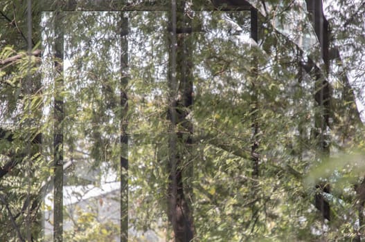 The details of tree branches and green leaf reflecting in the window pane. Selective focus.