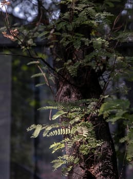 Sunlight shine passed through young green leaf and make shadow on big tree. Selective focus.