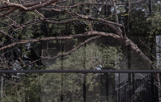 The details of tree branches and green leaf reflecting in the glass wall. Selective focus.