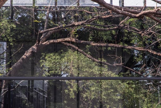 The details of tree branches and green leaf reflecting in the glass wall. Selective focus.