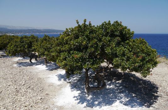 Mastika on tree in Chios, Greece