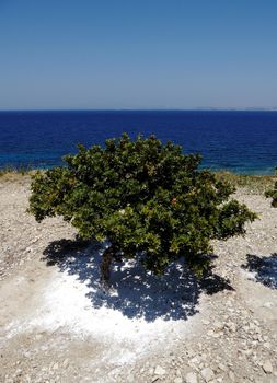 Mastika on tree in Chios, Greece