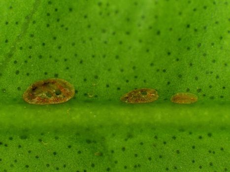 scale insects on a green leaf