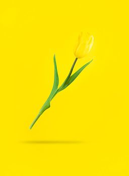 Floating yellow tulip with shadow under it. Mimimalistic holiday stock photo.