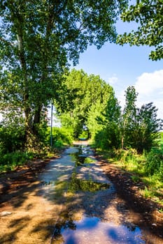 Way through a row of trees on a sunny day after rain.