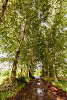 Way through a row of trees on a sunny day after rain.