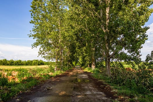 Way through a row of trees on a sunny day after rain.