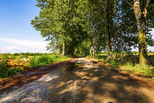 Way through a row of trees on a sunny day after rain.