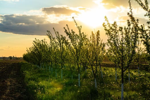 Beautiful sunset lights over the orchard of trees with painted trunks in white.