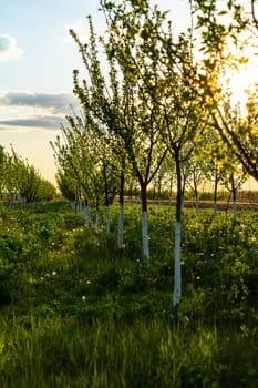 Beautiful sunset lights over the orchard of trees with painted trunks in white.