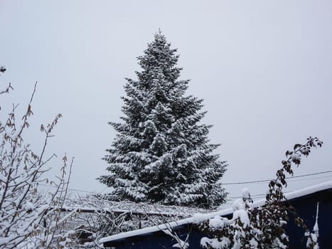 Perfectly shaped snow, snowy environment in the morning. Winter concept, frozen and snow covered place