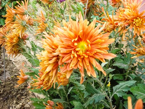 Colorful spring flowers blooming isolated in a garden.