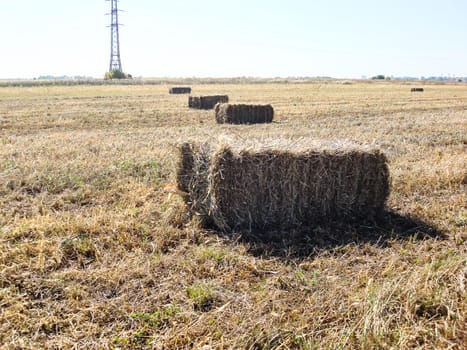 Agricultural field with straw bales after harvest.