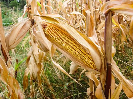 Dry corn field, dry corn stalks, end of season.