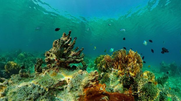 Coral reef underwater with fishes and marine life. Coral reef and tropical fish. Philippines.