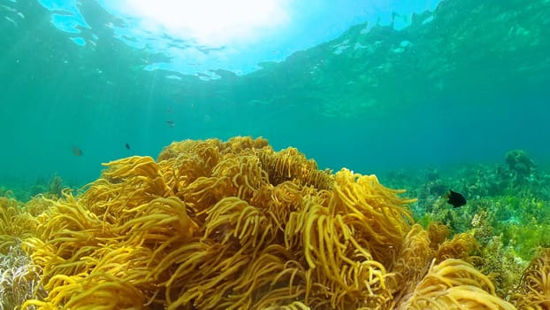The underwater world of coral reef with fishes at diving. Coral garden under water. Philippines.