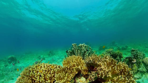 Sea coral reef. Underwater Tropical Sea Seascape. Tropical fish reef marine. Philippines.