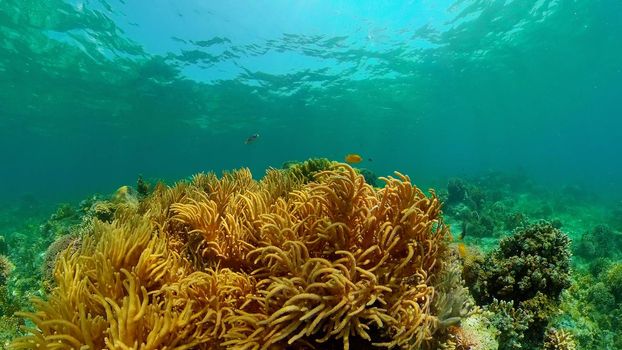 Tropical colourful underwater seas. Coral Garden with Underwater Vibrant Fish. Underwater tropical colourful soft-hard corals seascape. Philippines.