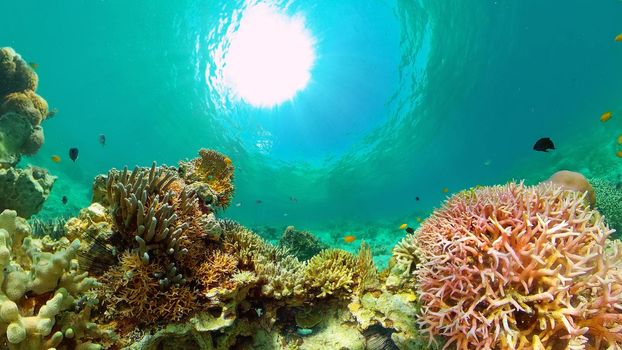 Coral reef underwater with fishes and marine life. Coral reef and tropical fish. Philippines.