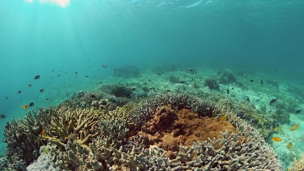 Reef Coral Tropical Garden. Tropical underwater sea fish. Colourful tropical coral reef. Philippines.