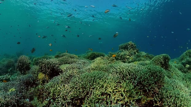 Scene reef. Marine life sea world. Underwater fish reef marine. Philippines.