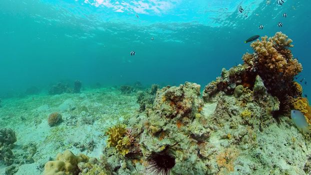 Reef Marine Underwater Scene. Tropical underwater sea fish. Philippines.