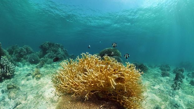 Tropical Fish Corals Marine Reef. Underwater Sea Tropical Life. Tropical underwater sea fishes. Underwater fish reef marine. Tropical colorful underwater seascape. Philippines.