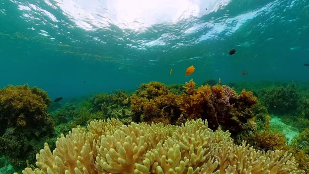 Scene reef. Marine life sea world. Underwater fish reef marine. Philippines.