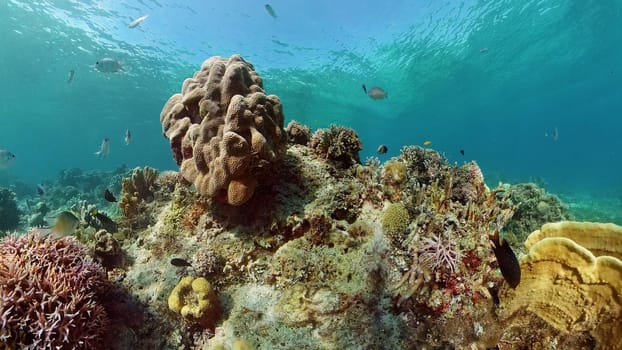 Underwater fish garden reef. Reef coral scene. Seascape under water. Philippines.