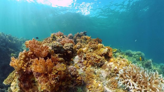 Coral reef underwater with fishes and marine life. Coral reef and tropical fish. Philippines.