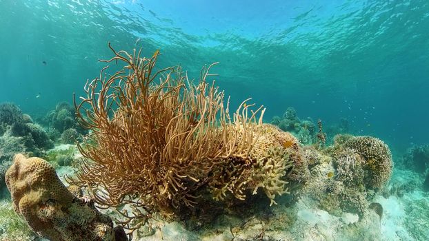 Underwater Colorful Tropical Fishes. wonderful and beautiful underwater colorful fishes and corals in the tropical reef. Philippines.