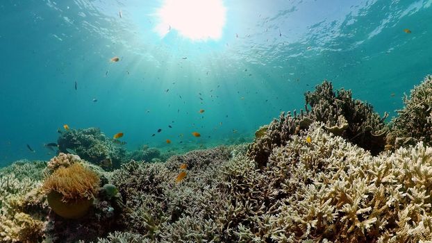 Tropical coral reef. Underwater fishes and corals. Philippines.