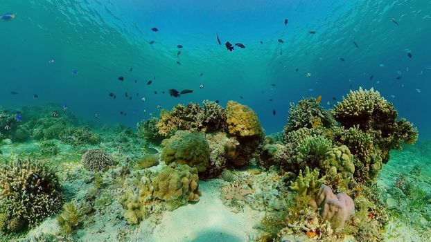 Colourful tropical coral reef. Scene reef. Marine life sea world. Philippines.