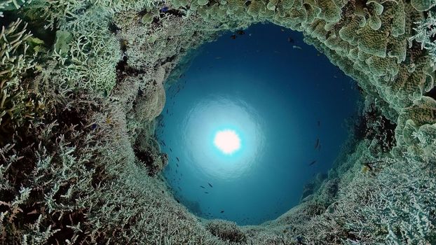 Colorful tropical coral reef. Hard and soft corals, underwater landscape. Travel vacation concept. Philippines.