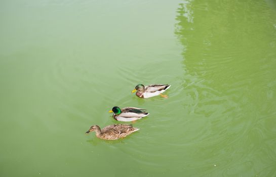 Barcelona ciutadella park. Tropical garden, many beautiful birds,ducks live here