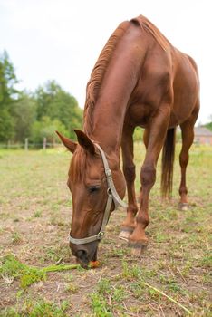 Red horse eating green grass on a field near by house and trees outdoors