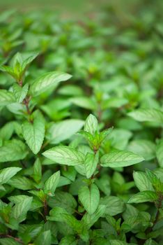 Mint plant grow at vegetable garden